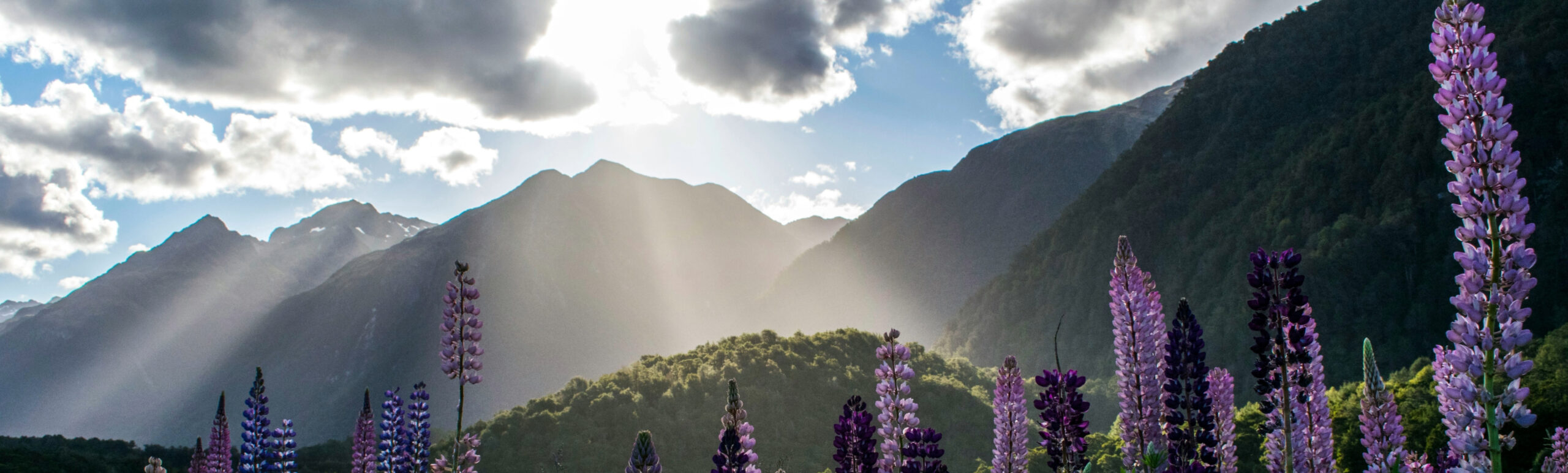 Auckland to Christchurch…or vice-versa!