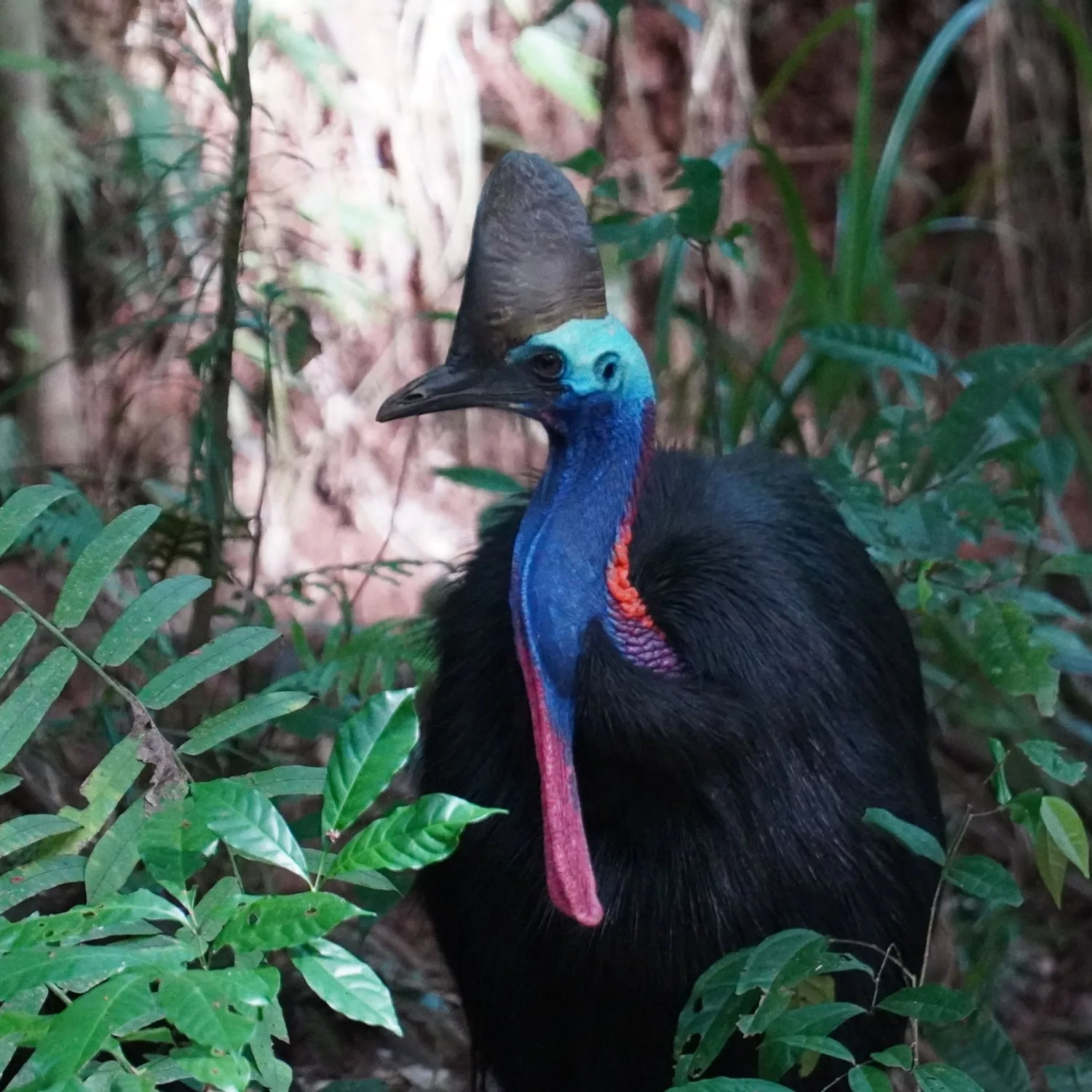 Southern cassowary with a blue head and red wattle in the rainforest