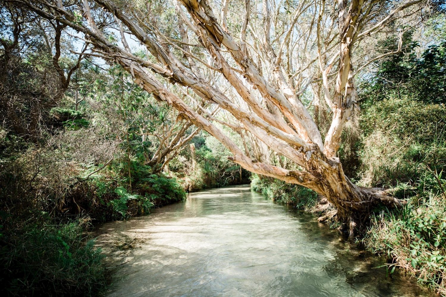 Fraser Island Explorer