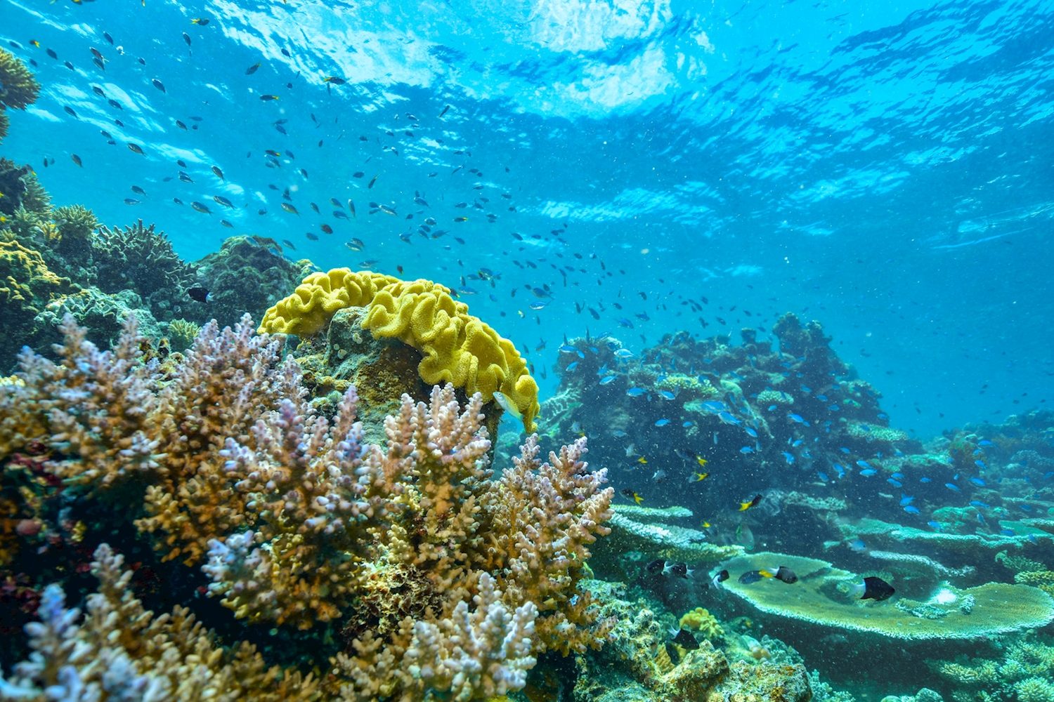 Colourful hard and soft coral under clear blue water