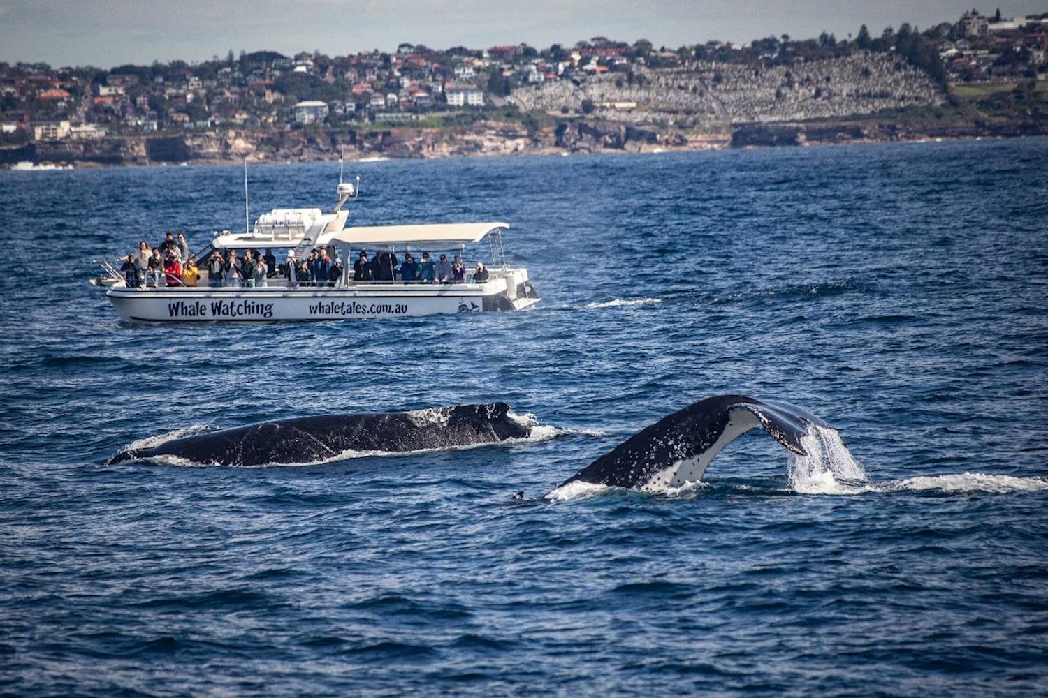 Whale Watching | 2.5 Hours | Sydney Darling Harbour
