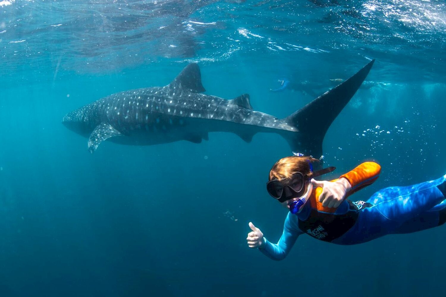 Whale Shark Tour | Swim | Coral Bay