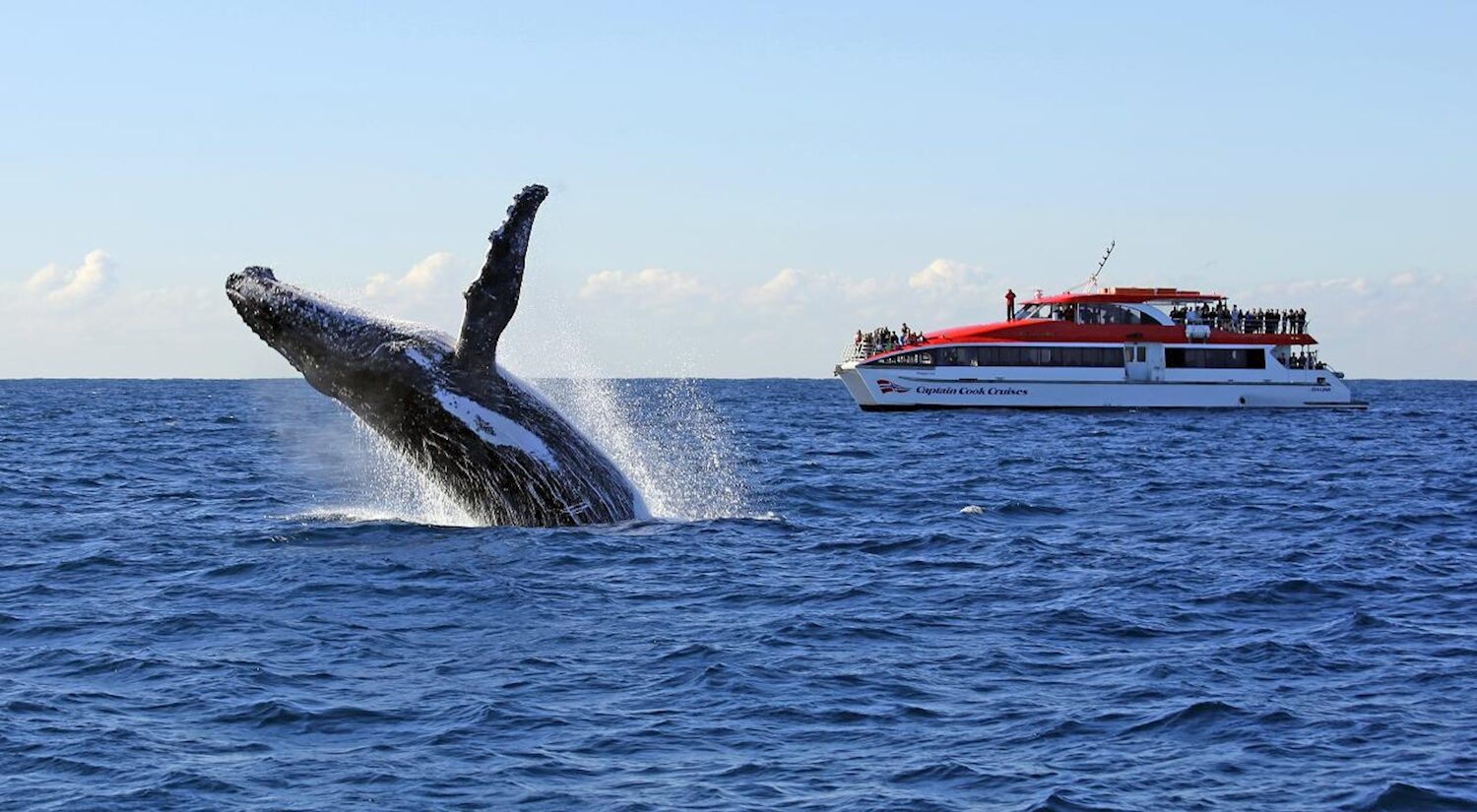 Sydney Whale Watching | Circular Quay | 2.5 Hour Cruise