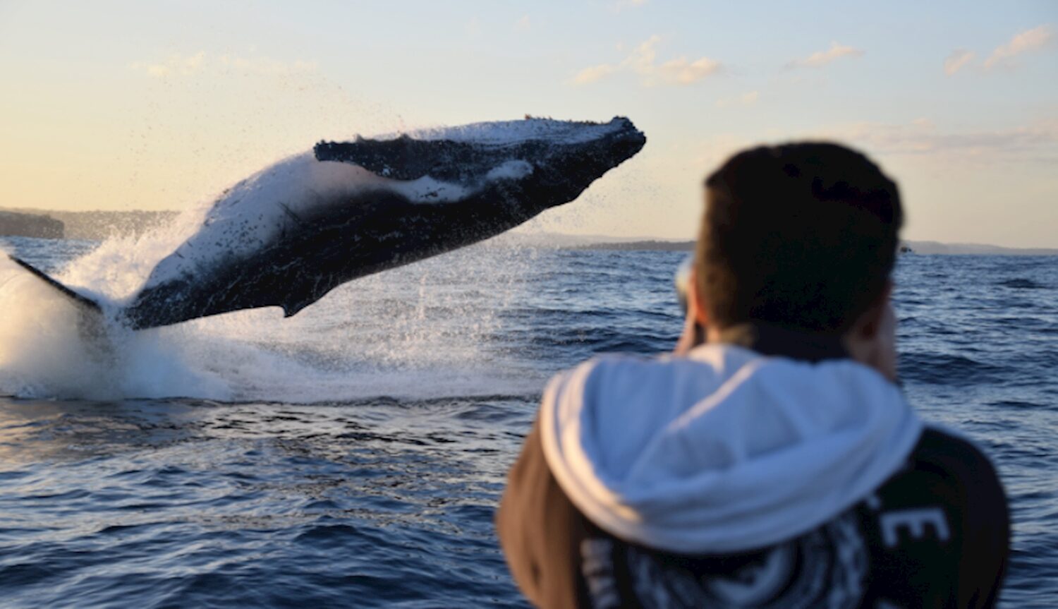 Whale Watching | Ocean Extreme | Circular Quay ‘Sydney’