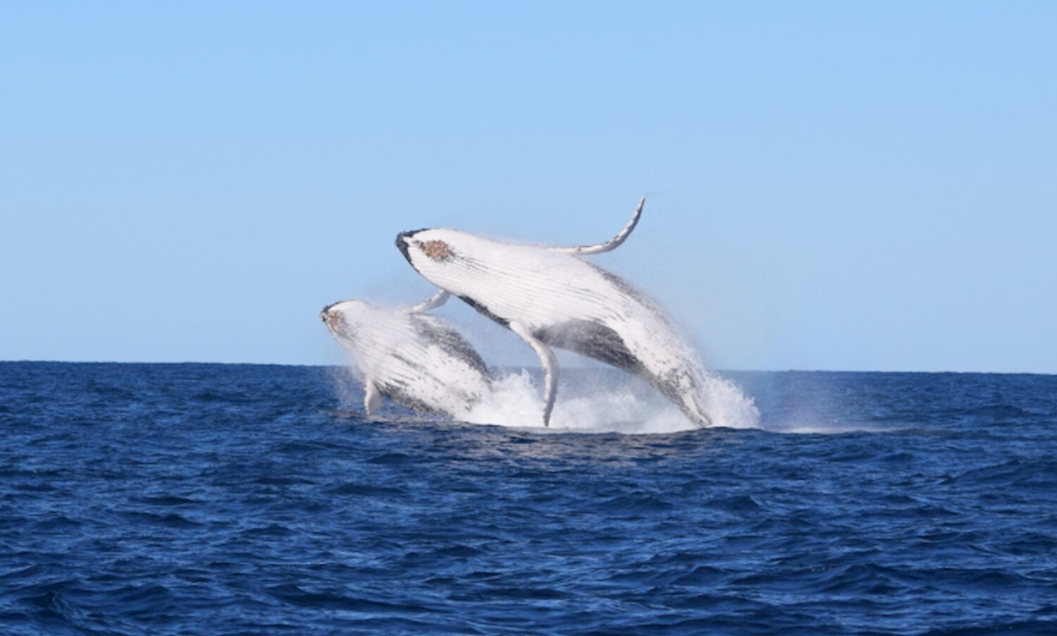 Two humpback whales breaching together off Sydney