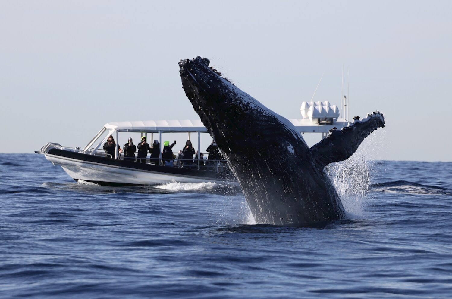 Whale Watching | Osprey Ocean Extreme | Sydney